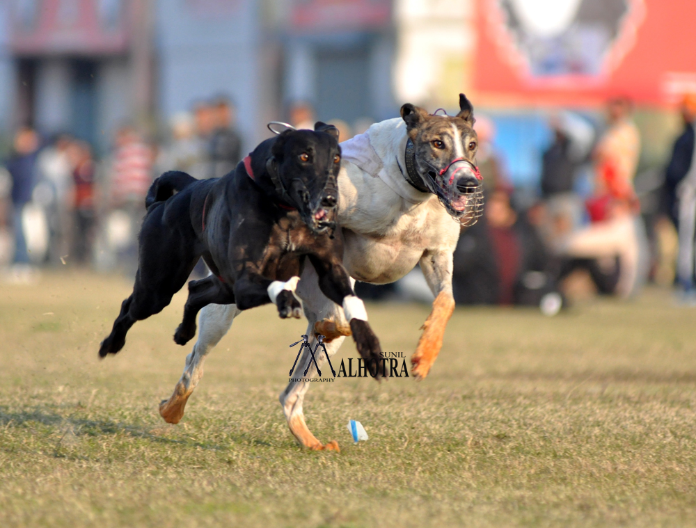 Punjab Rural Sport, India