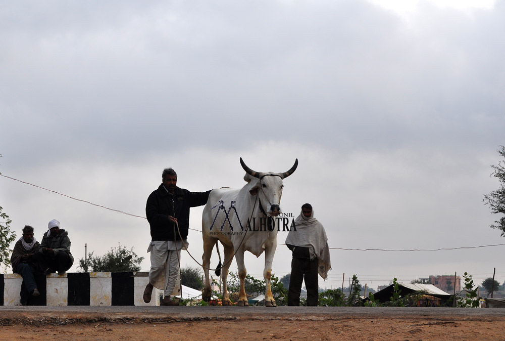 Rajasthan