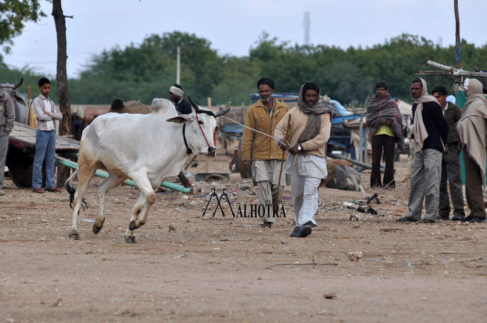 Rajasthan