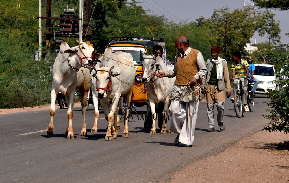 Rajasthan