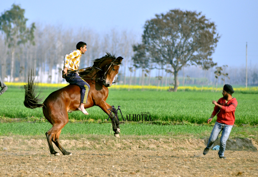 Punjab Rural Sport, India