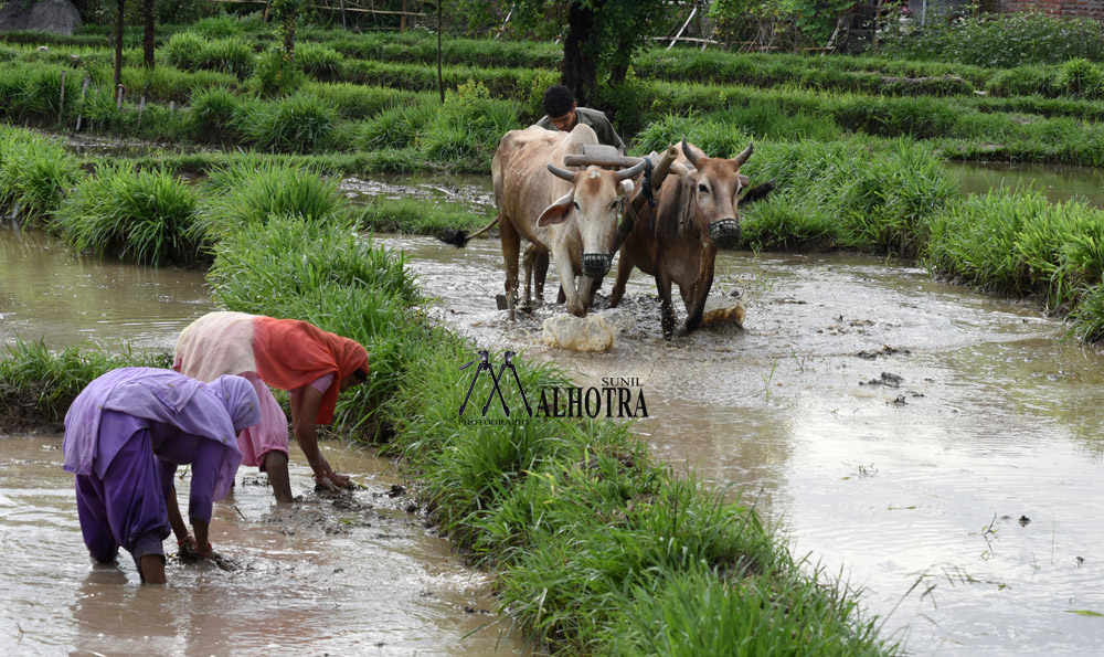 Women - Backbone of India, India