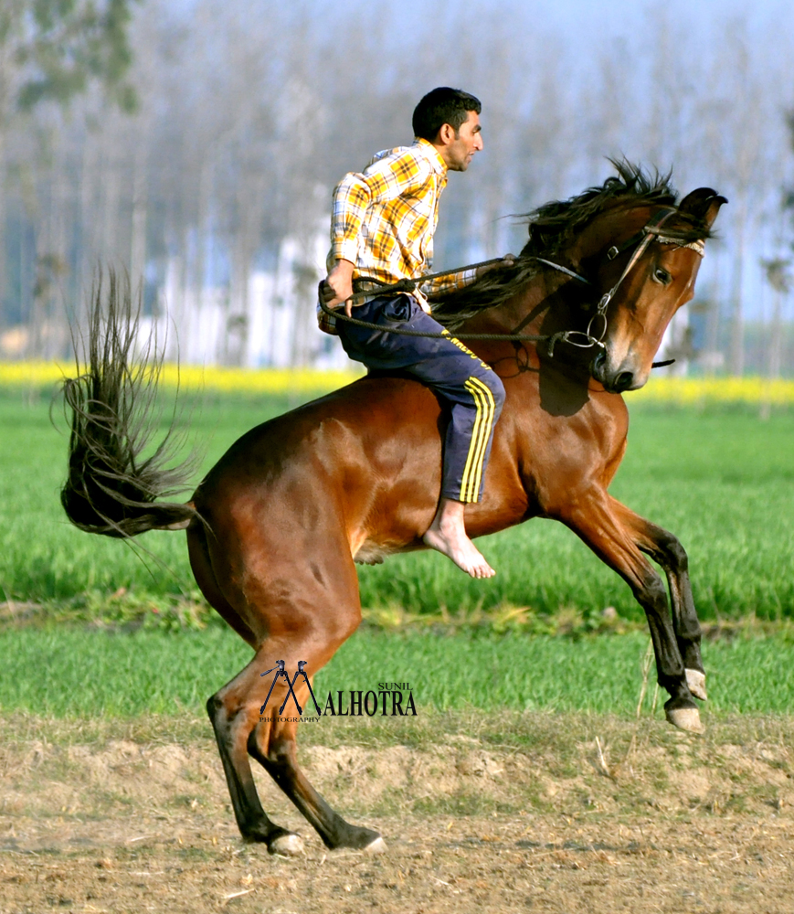 Punjab Rural Sport, India