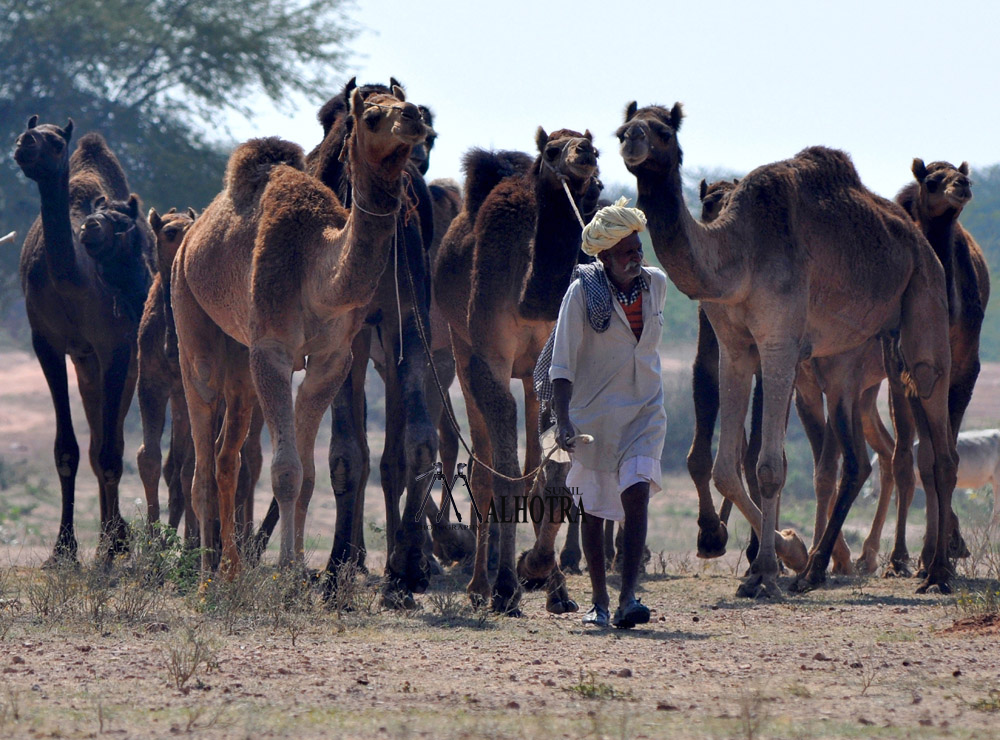 Rajasthan