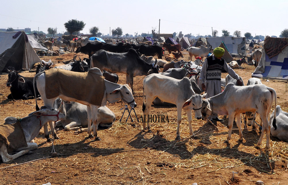 Rajasthan