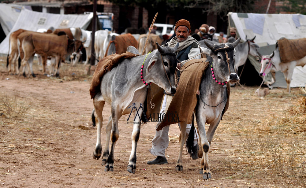 Rajasthan